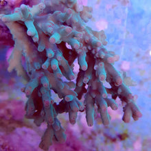 Lade das Bild in den Galerie-Viewer, Acropora granulosa

