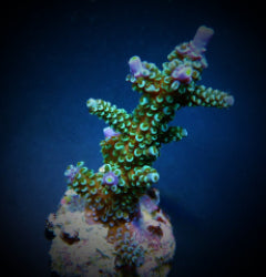Acropora hoeksemai