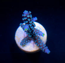 Lade das Bild in den Galerie-Viewer, Acropora hoeksemai
