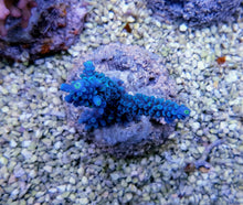 Lade das Bild in den Galerie-Viewer, Acropora hoeksemai
