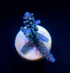Acropora hoeksemai (frag) NZ