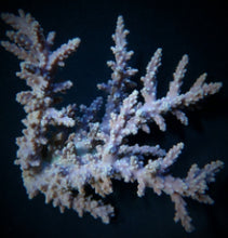 Lade das Bild in den Galerie-Viewer, Acropora horrida
