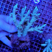 Lade das Bild in den Galerie-Viewer, Acropora horrida
