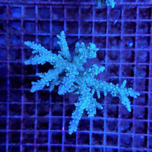 Lade das Bild in den Galerie-Viewer, Acropora horrida
