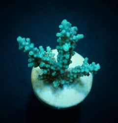 Acropora horrida (frag) NZ