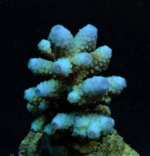 Lade das Bild in den Galerie-Viewer, Acropora humilis (Blue)
