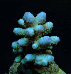 Acropora humilis (Blue)