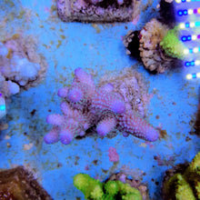 Lade das Bild in den Galerie-Viewer, Acropora humilis (Blue)

