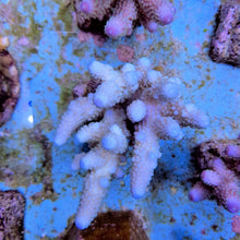 Lade das Bild in den Galerie-Viewer, Acropora humilis (Blue)
