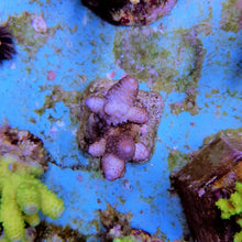 Lade das Bild in den Galerie-Viewer, Acropora humilis (Blue)
