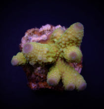 Lade das Bild in den Galerie-Viewer, Acropora humilis (Green)
