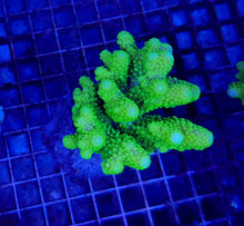 Lade das Bild in den Galerie-Viewer, Acropora humilis (Green)
