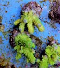 Lade das Bild in den Galerie-Viewer, Acropora humilis (Green)
