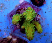 Lade das Bild in den Galerie-Viewer, Acropora humilis (Green)
