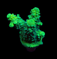 Acropora humilis (Green) (frag) NZ