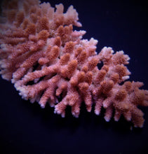 Lade das Bild in den Galerie-Viewer, Acropora hyacinthus
