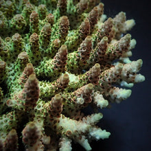Lade das Bild in den Galerie-Viewer, Acropora hyacinthus
