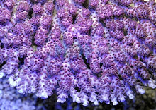 Lade das Bild in den Galerie-Viewer, Acropora hyacinthus
