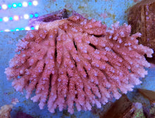 Lade das Bild in den Galerie-Viewer, Acropora hyacinthus
