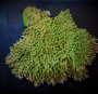 Lade das Bild in den Galerie-Viewer, Acropora hyacinthus
