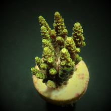 Lade das Bild in den Galerie-Viewer, Acropora hyacinthus
