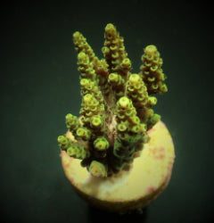 Acropora hyacinthus (frag) NZ