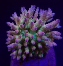 Lade das Bild in den Galerie-Viewer, Acropora spp. (Maricultured) (Ultra)

