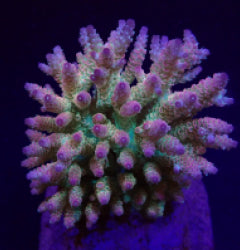 Acropora spp. (Maricultured) (Ultra)