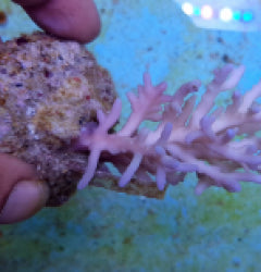 Acropora jacquelineae