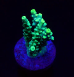 Acropora kimbeensis (frag) NZ