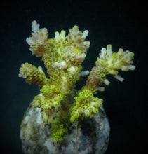 Lade das Bild in den Galerie-Viewer, Acropora latistella
