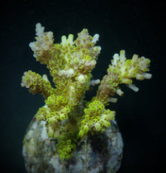 Acropora latistella