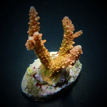 Lade das Bild in den Galerie-Viewer, Acropora latistella
