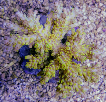 Lade das Bild in den Galerie-Viewer, Acropora latistella

