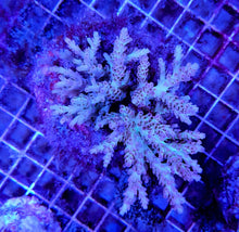 Lade das Bild in den Galerie-Viewer, Acropora latistella
