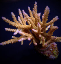 Lade das Bild in den Galerie-Viewer, Acropora loisetteae
