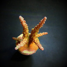 Lade das Bild in den Galerie-Viewer, Acropora loisetteae
