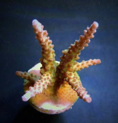 Acropora loisetteae (frag) NZ