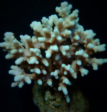 Lade das Bild in den Galerie-Viewer, Acropora lokani
