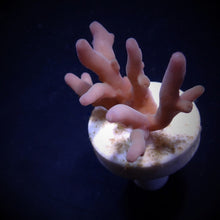 Lade das Bild in den Galerie-Viewer, Acropora lokani
