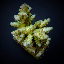 Lade das Bild in den Galerie-Viewer, Acropora loripes
