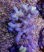 Lade das Bild in den Galerie-Viewer, Acropora loripes
