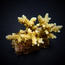 Lade das Bild in den Galerie-Viewer, Acropora loripes
