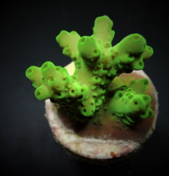 Acropora loripes (frag) NZ