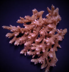Acropora microclados