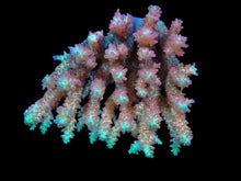 Lade das Bild in den Galerie-Viewer, Acropora microclados (SSC)
