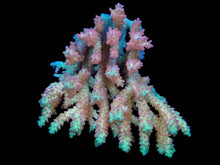 Lade das Bild in den Galerie-Viewer, Acropora microclados (SSC)
