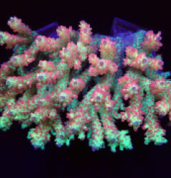 Acropora microclados (SSC)