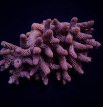 Lade das Bild in den Galerie-Viewer, Acropora millepora
