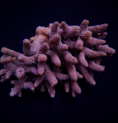 Acropora millepora